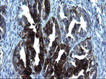 CD74 Antibody in Immunohistochemistry (Paraffin) (IHC (P))