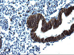 CD74 Antibody in Immunohistochemistry (Paraffin) (IHC (P))