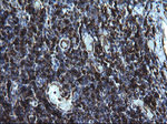 CD74 Antibody in Immunohistochemistry (Paraffin) (IHC (P))