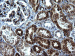 CD74 Antibody in Immunohistochemistry (Paraffin) (IHC (P))