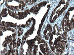 CD74 Antibody in Immunohistochemistry (Paraffin) (IHC (P))