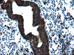 CD74 Antibody in Immunohistochemistry (Paraffin) (IHC (P))