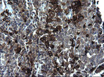 CD74 Antibody in Immunohistochemistry (Paraffin) (IHC (P))