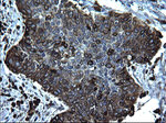 CD74 Antibody in Immunohistochemistry (Paraffin) (IHC (P))