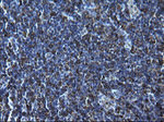 CD74 Antibody in Immunohistochemistry (Paraffin) (IHC (P))