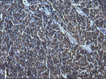 CD74 Antibody in Immunohistochemistry (Paraffin) (IHC (P))