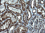 CD74 Antibody in Immunohistochemistry (Paraffin) (IHC (P))