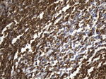 CD74 Antibody in Immunohistochemistry (Paraffin) (IHC (P))