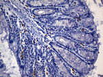 CD74 Antibody in Immunohistochemistry (Paraffin) (IHC (P))