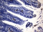 CD74 Antibody in Immunohistochemistry (Paraffin) (IHC (P))