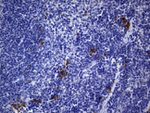 CD74 Antibody in Immunohistochemistry (Paraffin) (IHC (P))