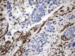 CD74 Antibody in Immunohistochemistry (Paraffin) (IHC (P))