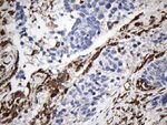 CD74 Antibody in Immunohistochemistry (Paraffin) (IHC (P))