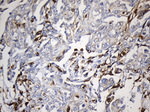 CD74 Antibody in Immunohistochemistry (Paraffin) (IHC (P))
