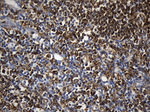 CD74 Antibody in Immunohistochemistry (Paraffin) (IHC (P))