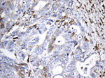 CD74 Antibody in Immunohistochemistry (Paraffin) (IHC (P))