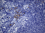 CD74 Antibody in Immunohistochemistry (Paraffin) (IHC (P))