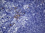 CD74 Antibody in Immunohistochemistry (Paraffin) (IHC (P))