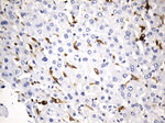 CD74 Antibody in Immunohistochemistry (Paraffin) (IHC (P))