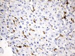 CD74 Antibody in Immunohistochemistry (Paraffin) (IHC (P))