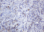 CD79A Antibody in Immunohistochemistry (Paraffin) (IHC (P))