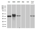 CD79A Antibody in Western Blot (WB)