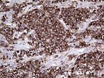 CD79B Antibody in Immunohistochemistry (Paraffin) (IHC (P))