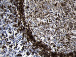 CD79B Antibody in Immunohistochemistry (Paraffin) (IHC (P))