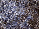 CD79B Antibody in Immunohistochemistry (Paraffin) (IHC (P))