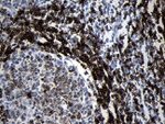 CD79B Antibody in Immunohistochemistry (Paraffin) (IHC (P))