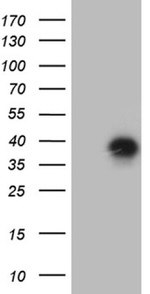 CD79B Antibody in Western Blot (WB)
