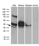CD79B Antibody in Western Blot (WB)