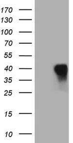 CD79B Antibody in Western Blot (WB)
