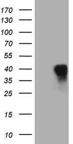 CD79B Antibody in Western Blot (WB)
