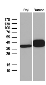 CD79B Antibody in Western Blot (WB)