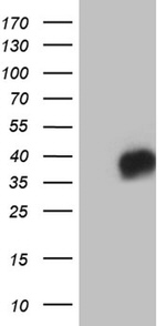 CD79B Antibody in Western Blot (WB)
