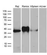 CD79B Antibody in Western Blot (WB)