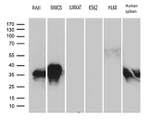 CD79B Antibody in Western Blot (WB)