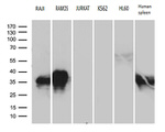 CD79B Antibody in Western Blot (WB)