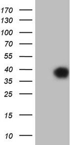 CD79B Antibody in Western Blot (WB)