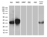 CD79B Antibody in Western Blot (WB)