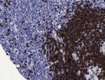 CD79a Antibody in Immunohistochemistry (IHC)