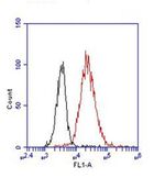 CD8 Antibody in Flow Cytometry (Flow)