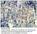 CD80 Polyclonal Antibody