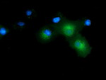 CD80 Antibody in Immunocytochemistry (ICC/IF)