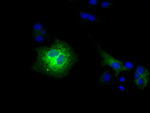 CD80 Antibody in Immunocytochemistry (ICC/IF)