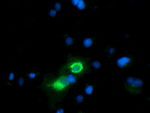 CD80 Antibody in Immunocytochemistry (ICC/IF)