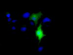 CD80 Antibody in Immunocytochemistry (ICC/IF)