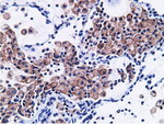 CD80 Antibody in Immunohistochemistry (Paraffin) (IHC (P))