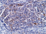 CD80 Antibody in Immunohistochemistry (Paraffin) (IHC (P))